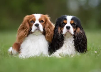 cavalier king charles