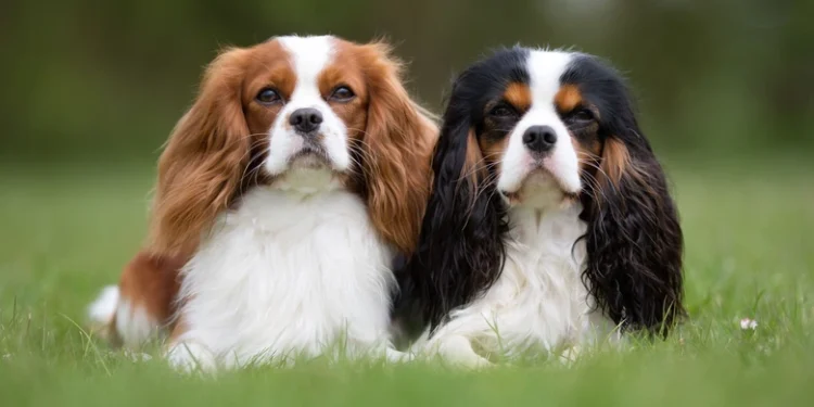 cavalier king charles